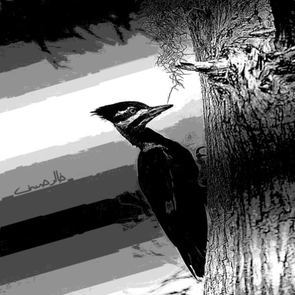 The Woodpecker