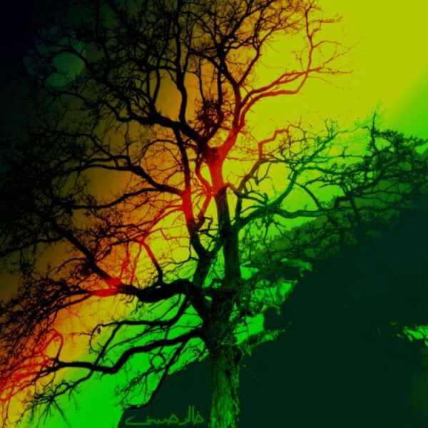 Tree Branches