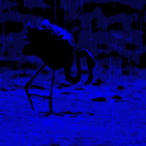 Flamingo in the Rain