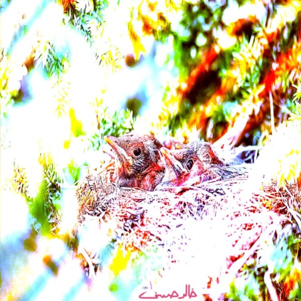 Little Birds in the Nest