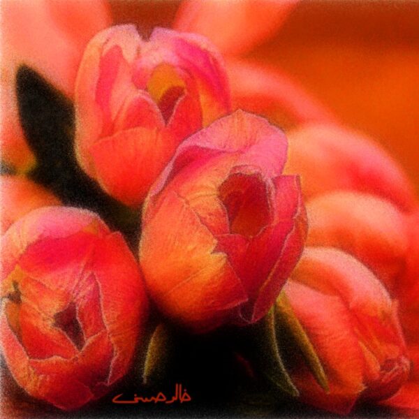 Petals in Red