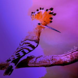 The Wisdom of the Hoopoe