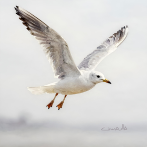 Seagull at the Sea