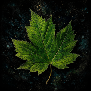 Leaf